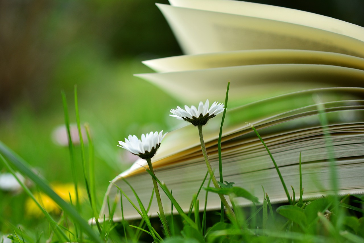 un livre dans l'herbe et des pâquerettes